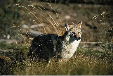 外媒评15款最佳线性游戏 《最后的生还者》在列