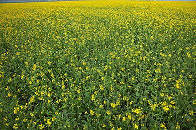 《真实农场：黄金版》已登陆Steam 体验真实农场管理